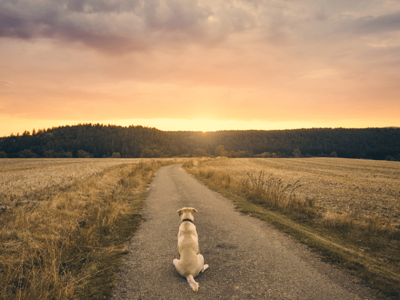 The Prodigal’s Dog